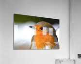 Robin Close Up Acrylic Print