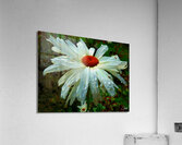 Colour Pop Daisy with an Abstract Background Acrylic Print