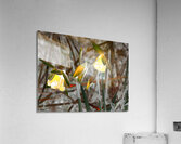   Abstract Glowing Daffodils                                                                                                                    Acrylic Print