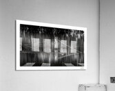 Contrasting Merganzer  Acrylic Print