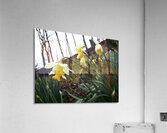  Daffodils Song in the Scottish Highlands                                                                                                                     Acrylic Print