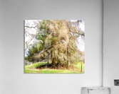  Springtimes Trees in the Scottish Highlands                                                                                                                     Acrylic Print