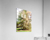 Scottish Highlands Spring Pines                                                                                                                      Acrylic Print