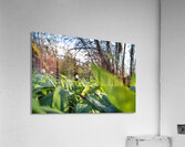 Closeup shot of wild garlic and thimbleweed in the beautiful forest in early spring at sunset Acrylic Print