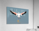 Flamingo Splashdown Acrylic Print
