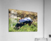 Yellow-billed Stork Acrylic Print