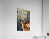 Impala Reflection Acrylic Print