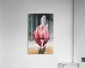 A Roseate Spoonbill in Florida proudly perched in the Florida Everglades  Acrylic Print