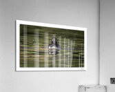 Merganser Portrait  Acrylic Print