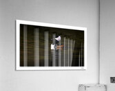 Merganser Profile  Acrylic Print