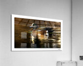 Wigeon Chat  Acrylic Print