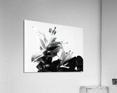  Black and White Lilies                                                                                                                     Acrylic Print
