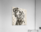 ArtX 504 dog  Acrylic Print