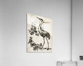 ArtX 516 crane  Acrylic Print