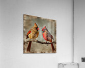 CARDINALS 2 Acrylic Print