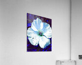 Abstract Blue Wild Poppy Acrylic Print