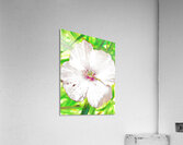 Abstract White Wild Poppy  Acrylic Print