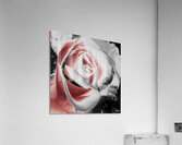 Abstract Vibrant Rose Acrylic Print