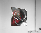 Abstract Dramatic Monochrome Rose Acrylic Print