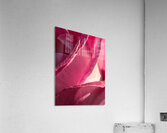 Delicate Pink Rose Acrylic Print