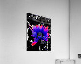 Abstract Darker Daisy Acrylic Print