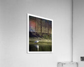 Swan Sunset  Acrylic Print