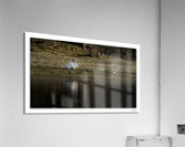 Swan  Acrylic Print