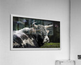 No Bull  Acrylic Print