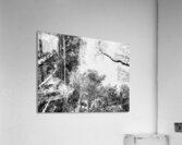 Scottish Highlands Monochrome Forest Canopy                                                                                                                 Acrylic Print
