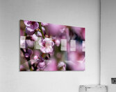 Closeup macro shot of beautiful rose peach blossom in spring Acrylic Print