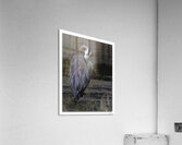 Preening Great Blue  Acrylic Print