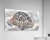 ArtX 32 tortoise  Acrylic Print