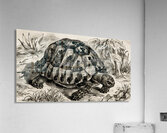 ArtX 532 tortoise  Acrylic Print
