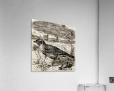 ArtX 527 bird  Acrylic Print