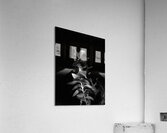 Black and White Lily Flowers Acrylic Print