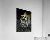 Spring Primroses Acrylic Print