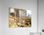 Scottish Highlands Spring Ramble                                                                                                                    Acrylic Print