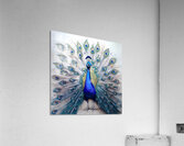 Peacock Showing Off Acrylic Print
