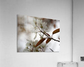 Scottish Highlands Spring Bloom                                                                                                                      Acrylic Print