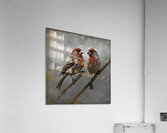 HOUSE FINCH 2 SC Acrylic Print
