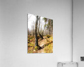 Natures Spring Caress for the Scottish Highlands                                                                                                                      Acrylic Print