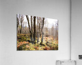 Springs Hello for the Scottish Highlands                                                                                                                      Acrylic Print