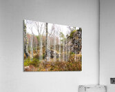 Springs Woodland in the Scottish Highlands                                                                                                                       Acrylic Print
