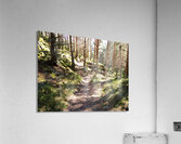 Spring Forest in the Scottish Highlands                                                                                                                      Acrylic Print