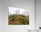  Fairies Wishes in the Scottish Highlands                                                                                                                    Acrylic Print