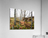  Springs Fairy Dance in the Scottish Highlands                                                                                                                     Acrylic Print