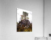 Scenes from the Trail- Rock Hard Pine                                                                                                                       Acrylic Print
