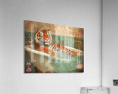 Tigers Relaxation in the Bathtub Acrylic Print