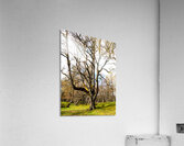  Fairies Labyrinth in the Scottish Highlands                                                                                                                     Acrylic Print