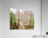 Aprils Spring Walk Through the Scottish Highlands                                                                                                                      Acrylic Print